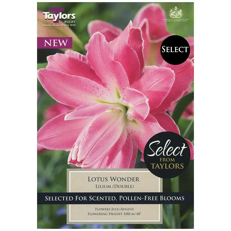 LILIUM LOTUS WONDER x 3