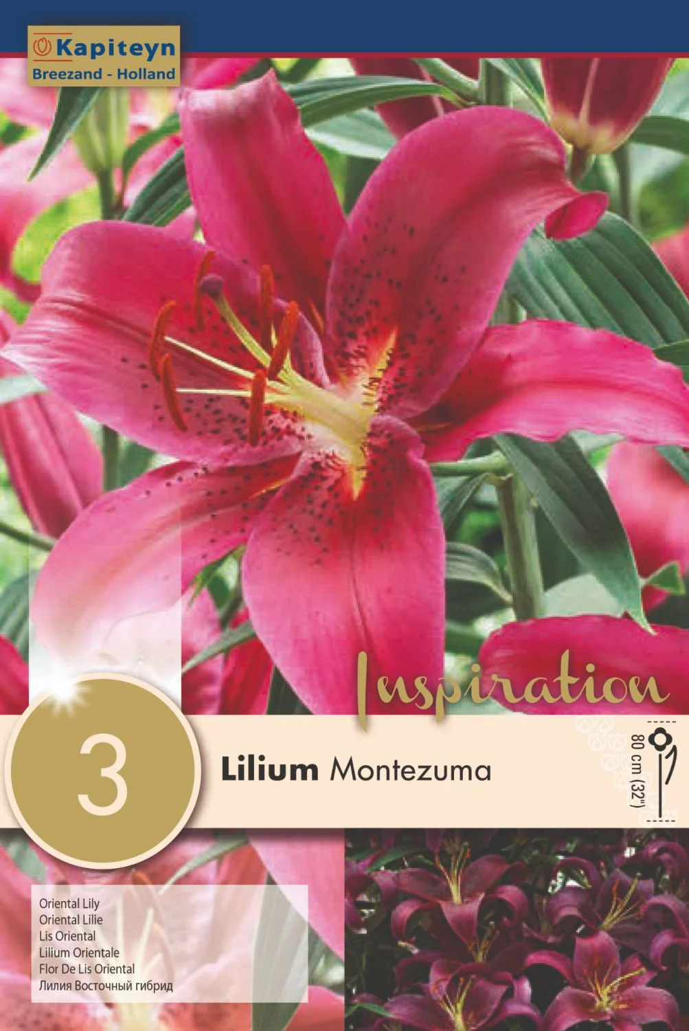 LILIUM MONTEZUMA 3