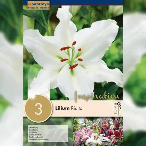LILIUM RIALTO 3