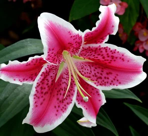 LILIUM STAR GAZER 4 - Image 2