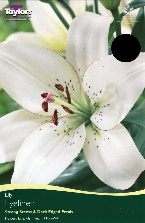 Lily Eyeliner