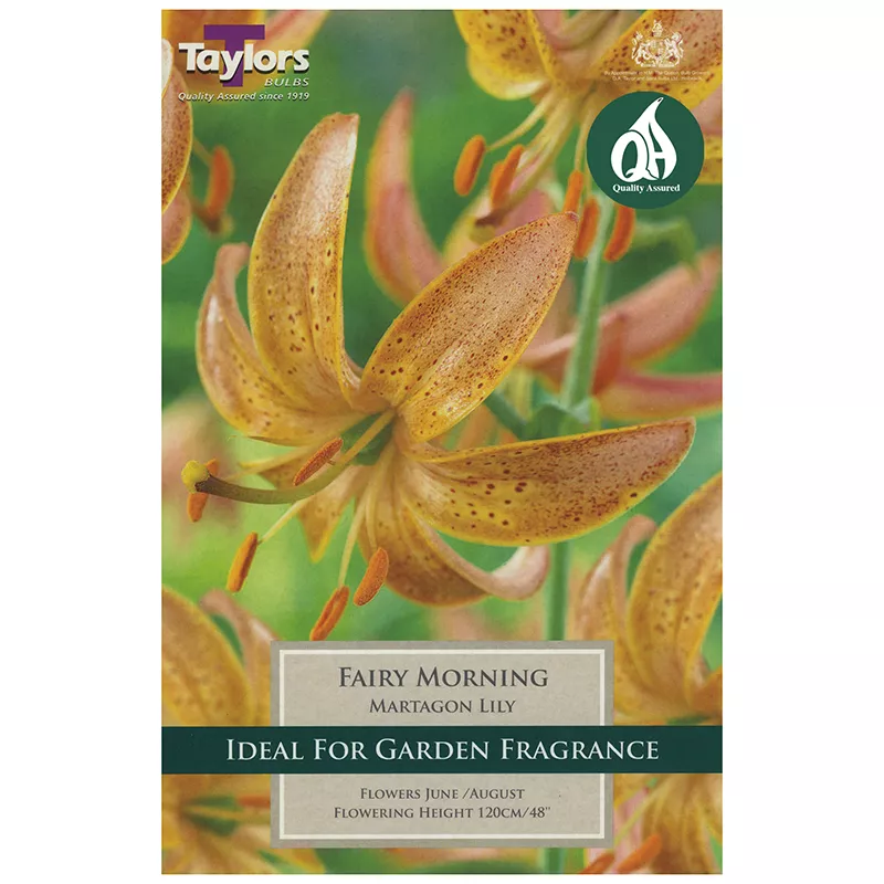 LILY FAIRY MORNING