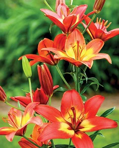 LILY FOREVER LINDA