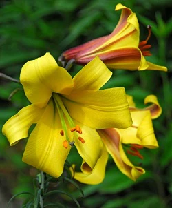 LILY GOLDEN SPLENDOUR loose