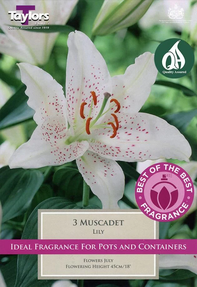 LILY MUSCADET 3