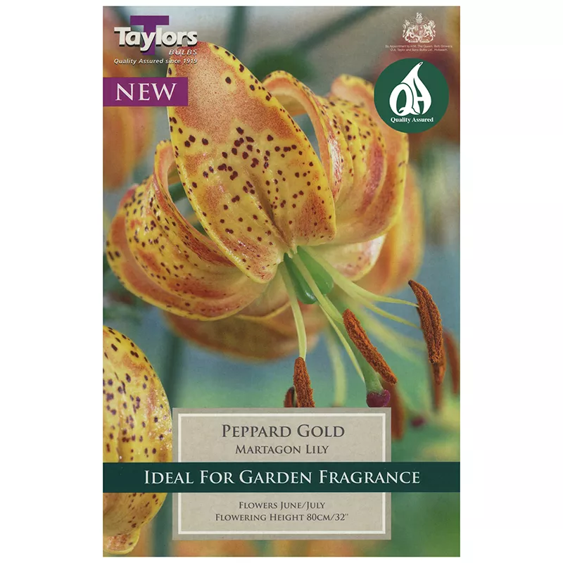 LILY PEPPARD GOLD