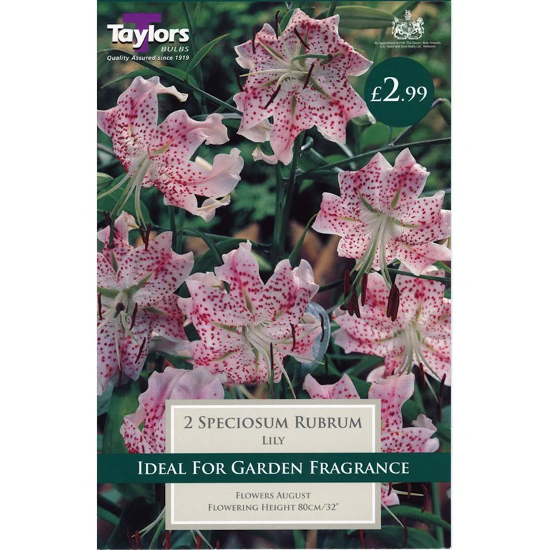 Lily Speciosum Rubrum