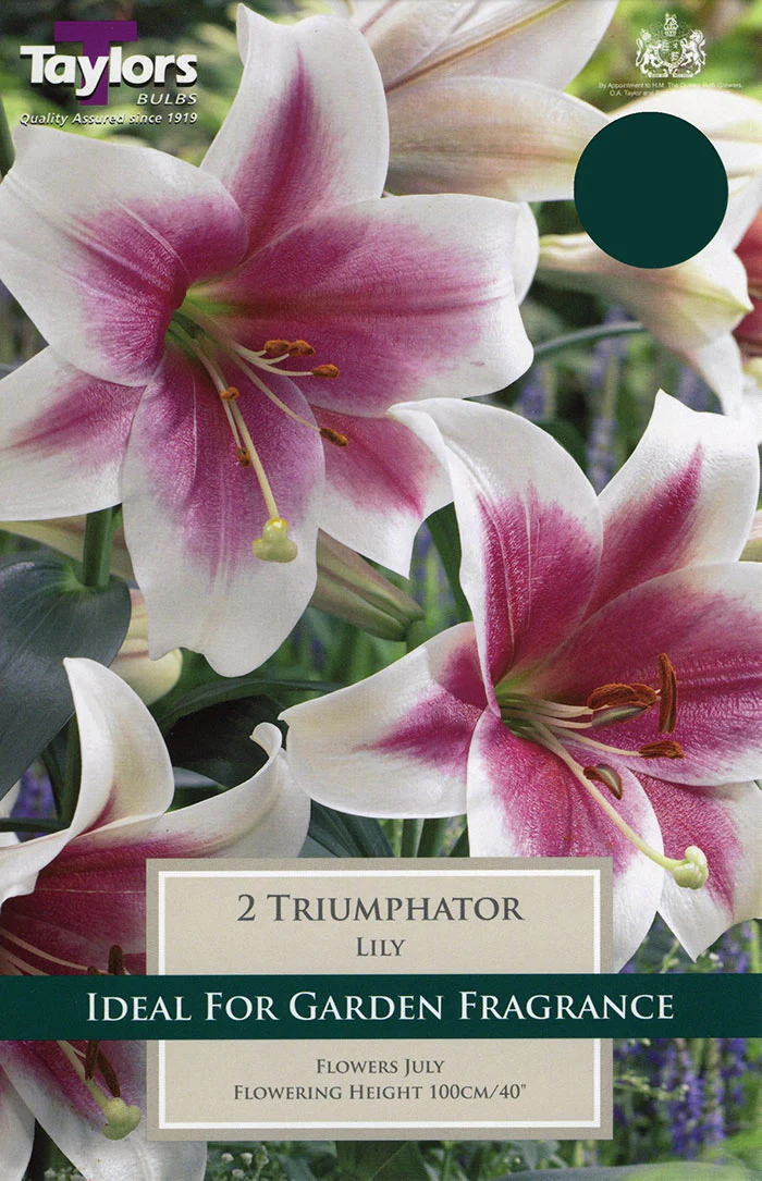 Lily Triumphator