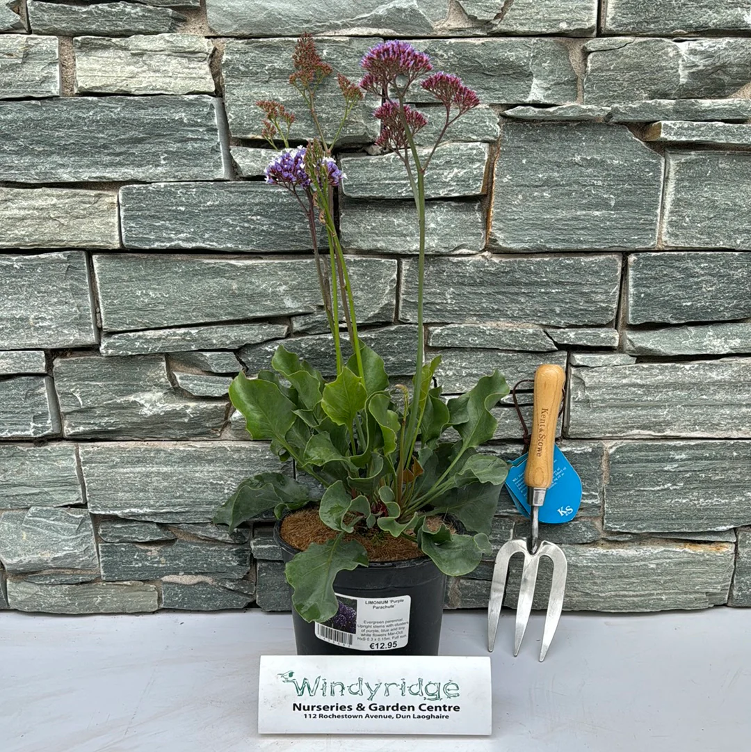 LIMONIUM Purple Parachute - Image 2