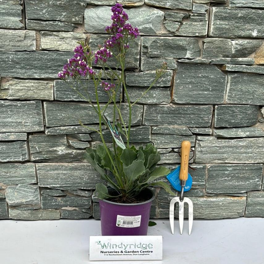 Limonium Salt Lake - Image 2