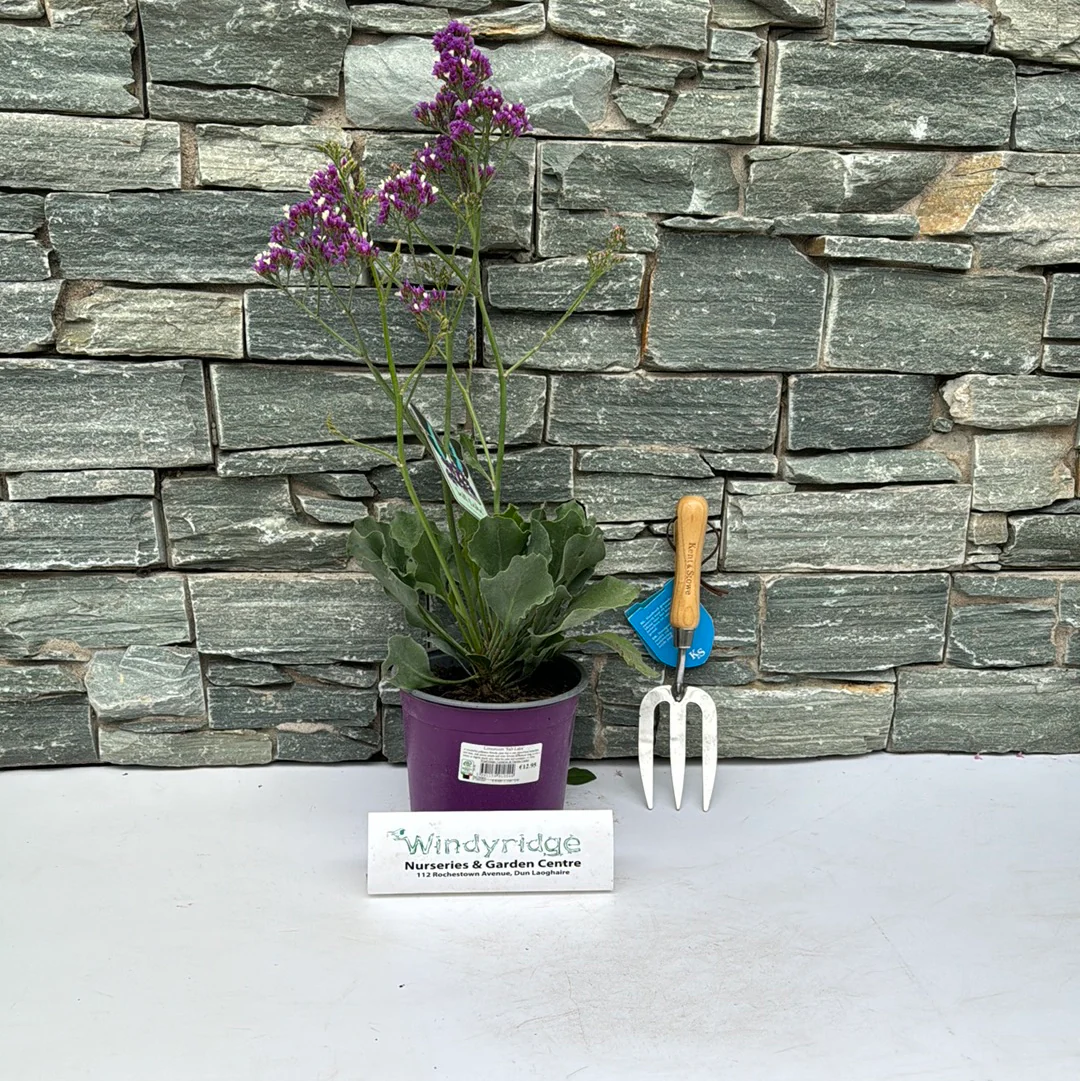 Limonium Salt Lake - Image 3