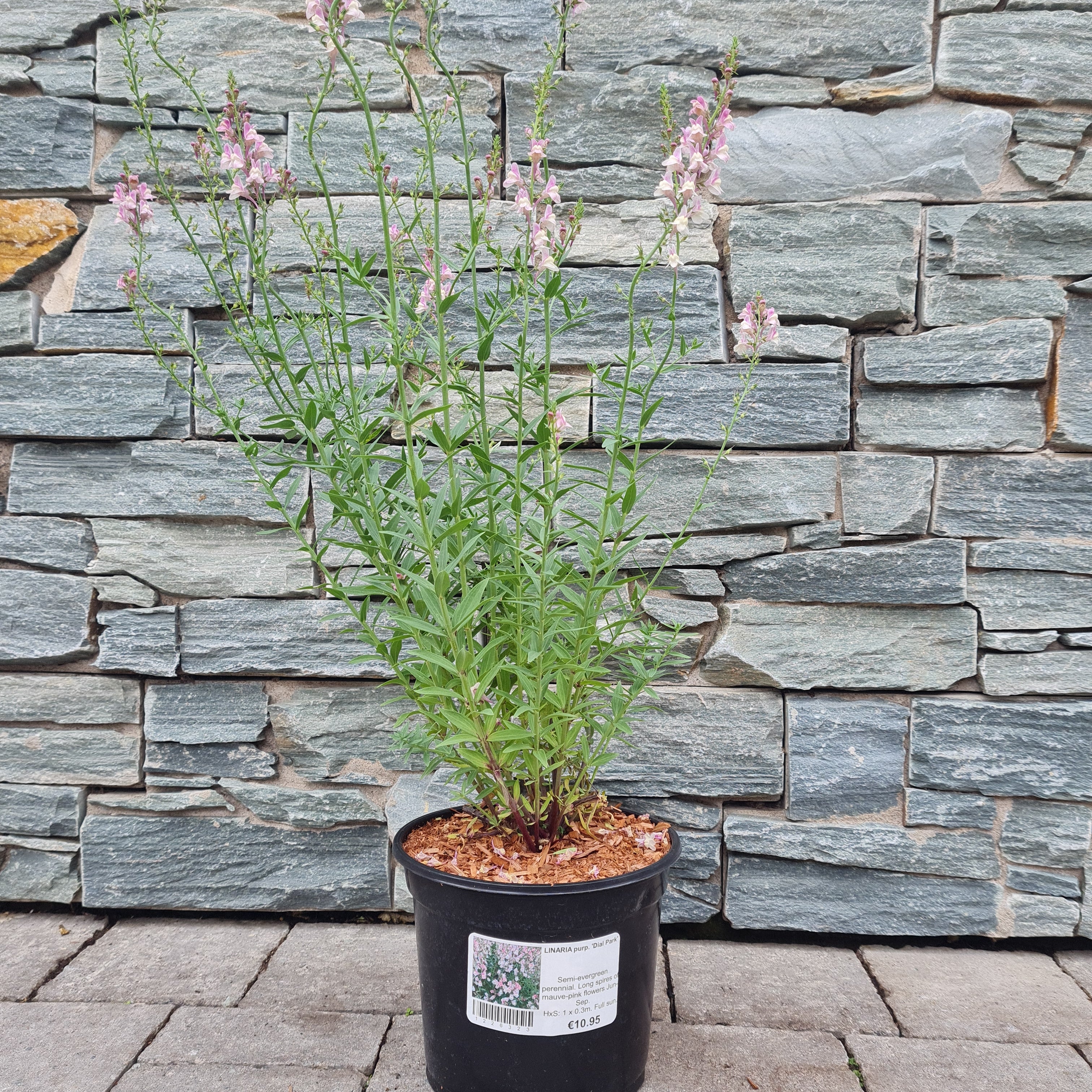 LINARIA purp. Dial Park 3L - Image 3