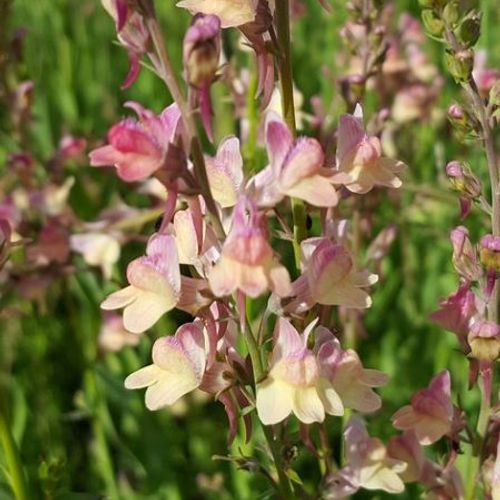 LINARIA purp. Peachy