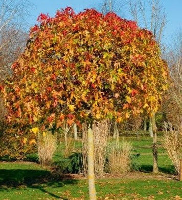 Liquidambar s. Gum Ball