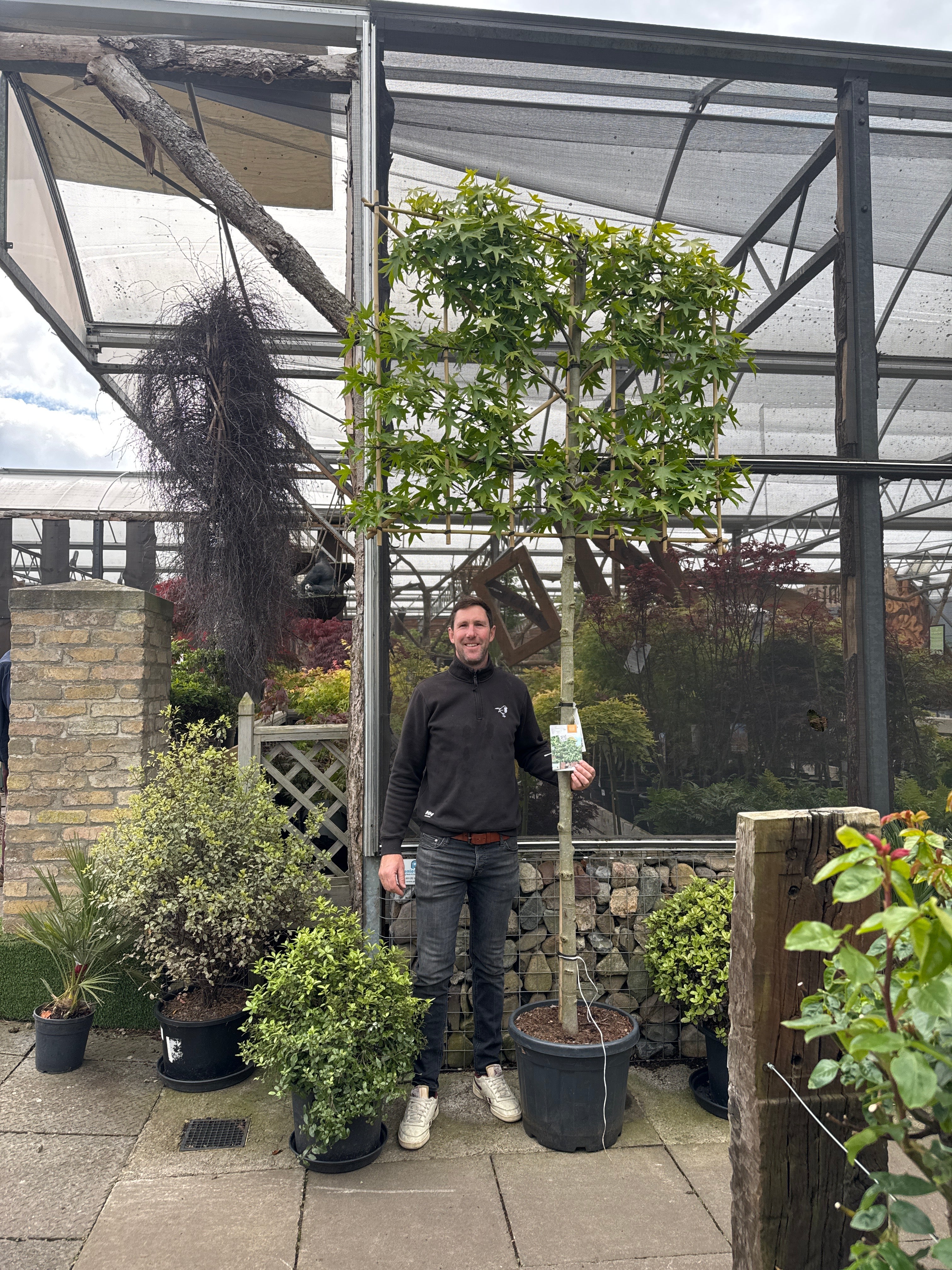 Liquidambar s. Worplesdon C45 HS Pleached 12/14 180cm stem 150x120 - Image 2