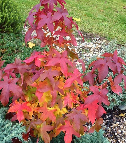 Liquidambar st. Gum Ball