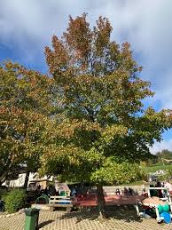 Liquidambar styraciflua  50-60 CM C5 - Image 2