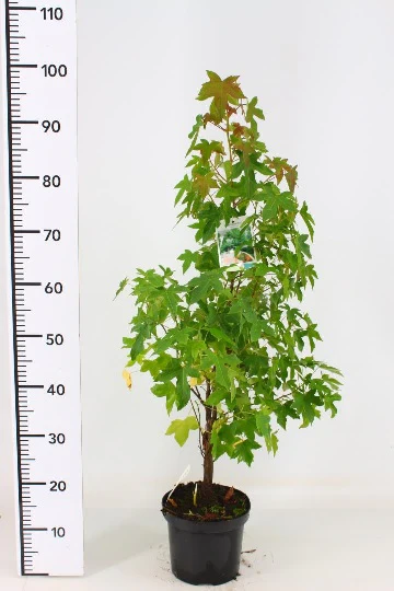 Liquidambar styraciflua  50-60 CM C5 - Image 3