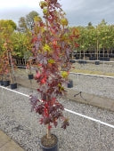 LIQUIDAMBER S. SLENDER SILHOUETTE - Image 3