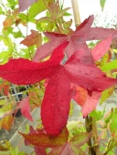 LIQUIDAMBER S. SLENDER SILHOUETTE - Image 4