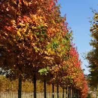 LIQUIDAMBER S. WORPLESTON - Image 2