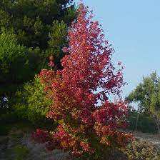 LIQUIDAMBER STYRACIFLUA - Image 2
