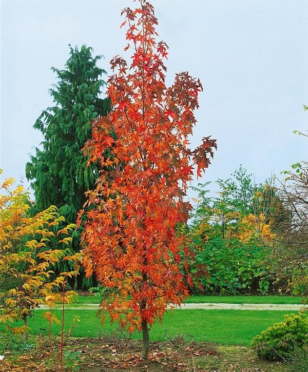 LIQUIDAMBER STYRACIFLUA - Image 3