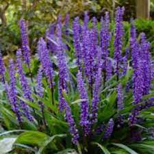 Liriope muscari 'Big Blue' 20-25 cm.
