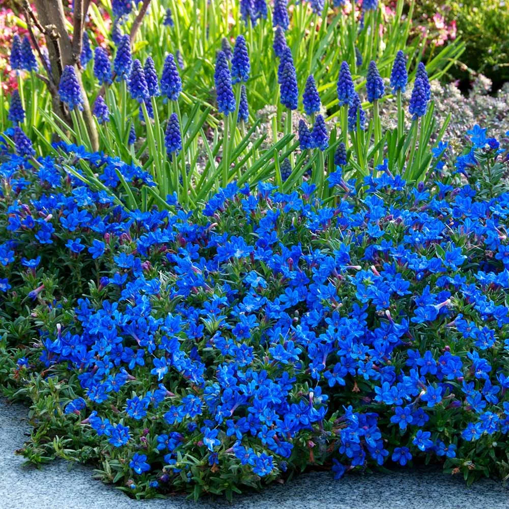 Lithodora d. Grace Ward