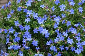 Lithodora d.  Grace Ward