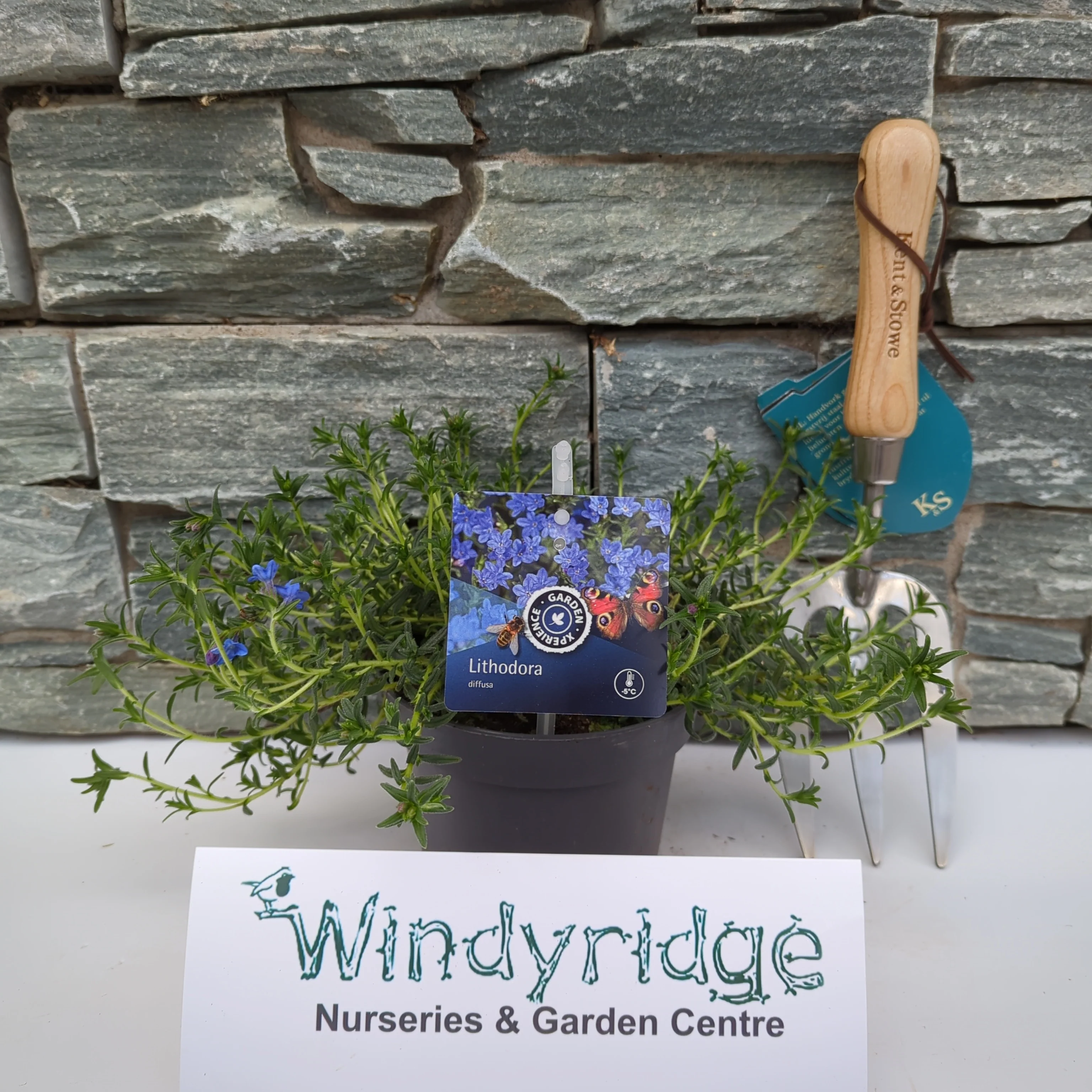 Lithodora d. Grace Ward - Image 3