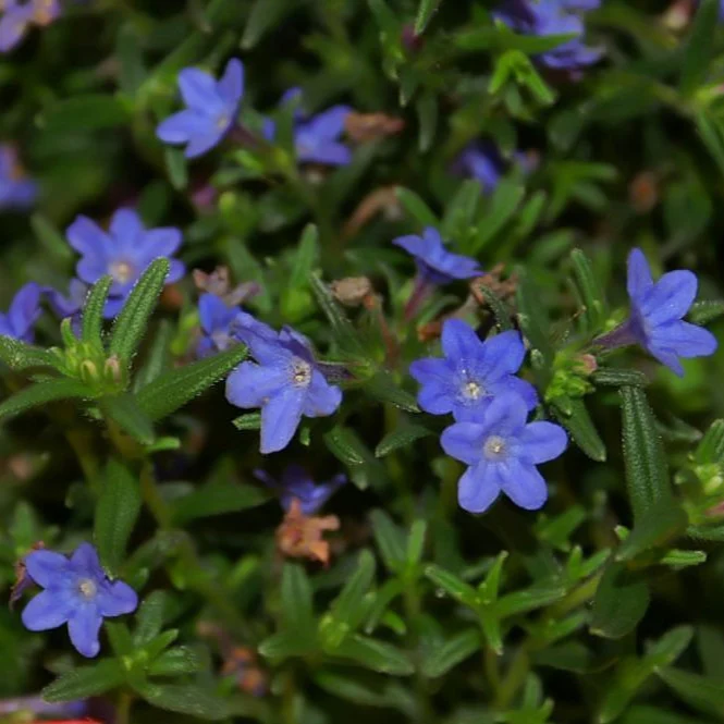 Lithodora d. 'Grace Ward' 5-10 cm. - Image 2