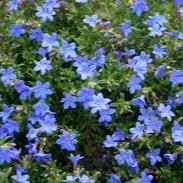 Lithodora d. Heavenly Blue
