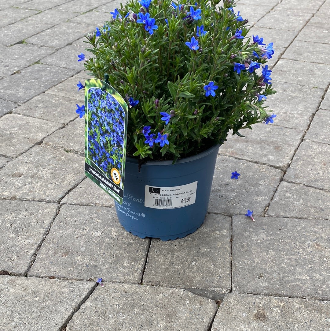 LITHODORA D. HEAVENLY BLUE - Image 3