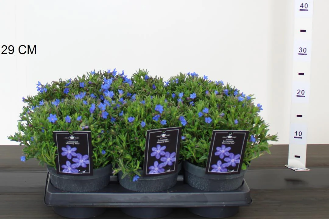 Lithodora d. Heavenly Blue