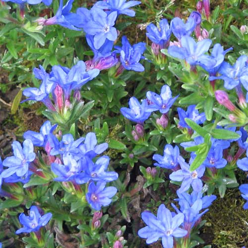 Lithodora diff.Heavenly Blue