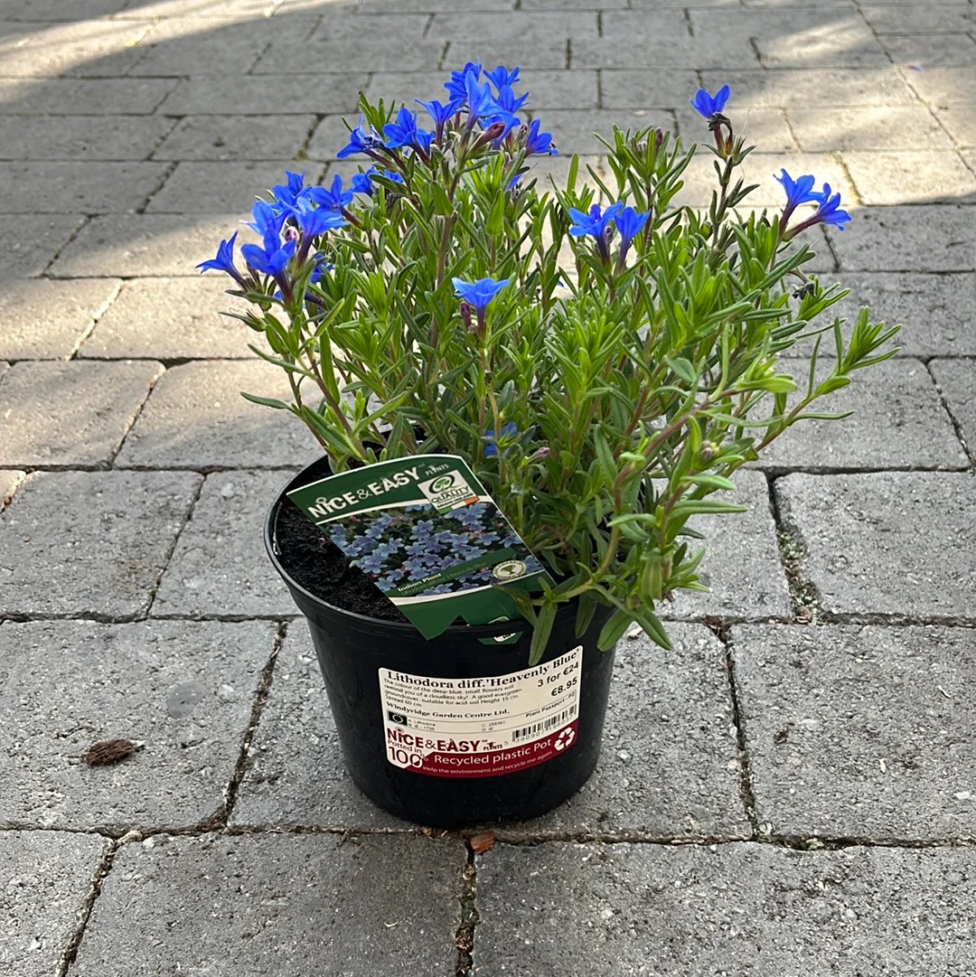 Lithodora diff.Heavenly Blue - Image 2