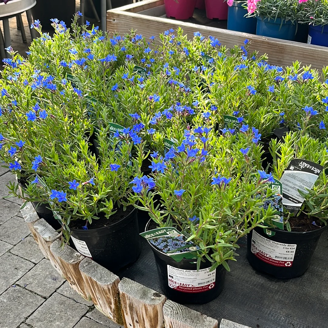 Lithodora diff.Heavenly Blue - Image 3