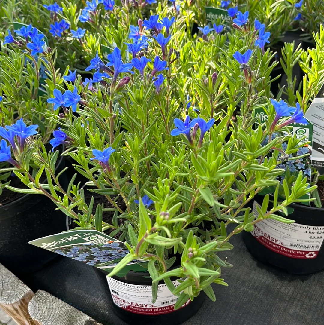 Lithodora diff.Heavenly Blue - Image 4