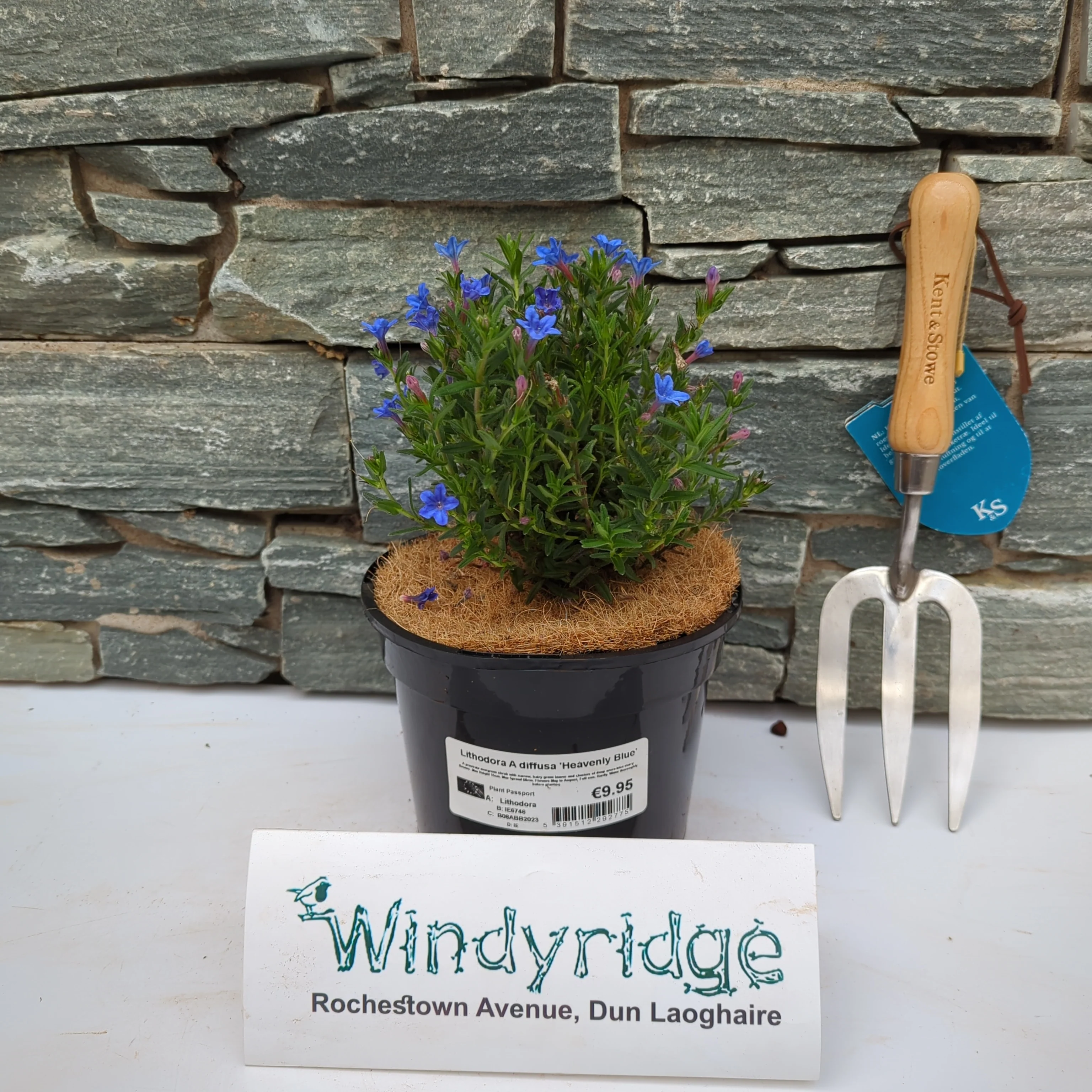 Lithodora Heavenly Blue - Image 2