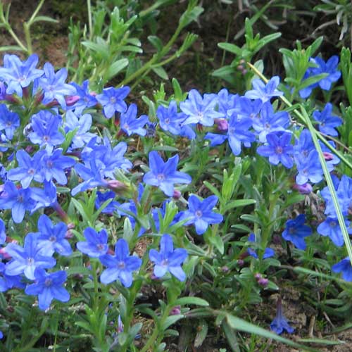 Lithodora Heavenly Blue - Image 3