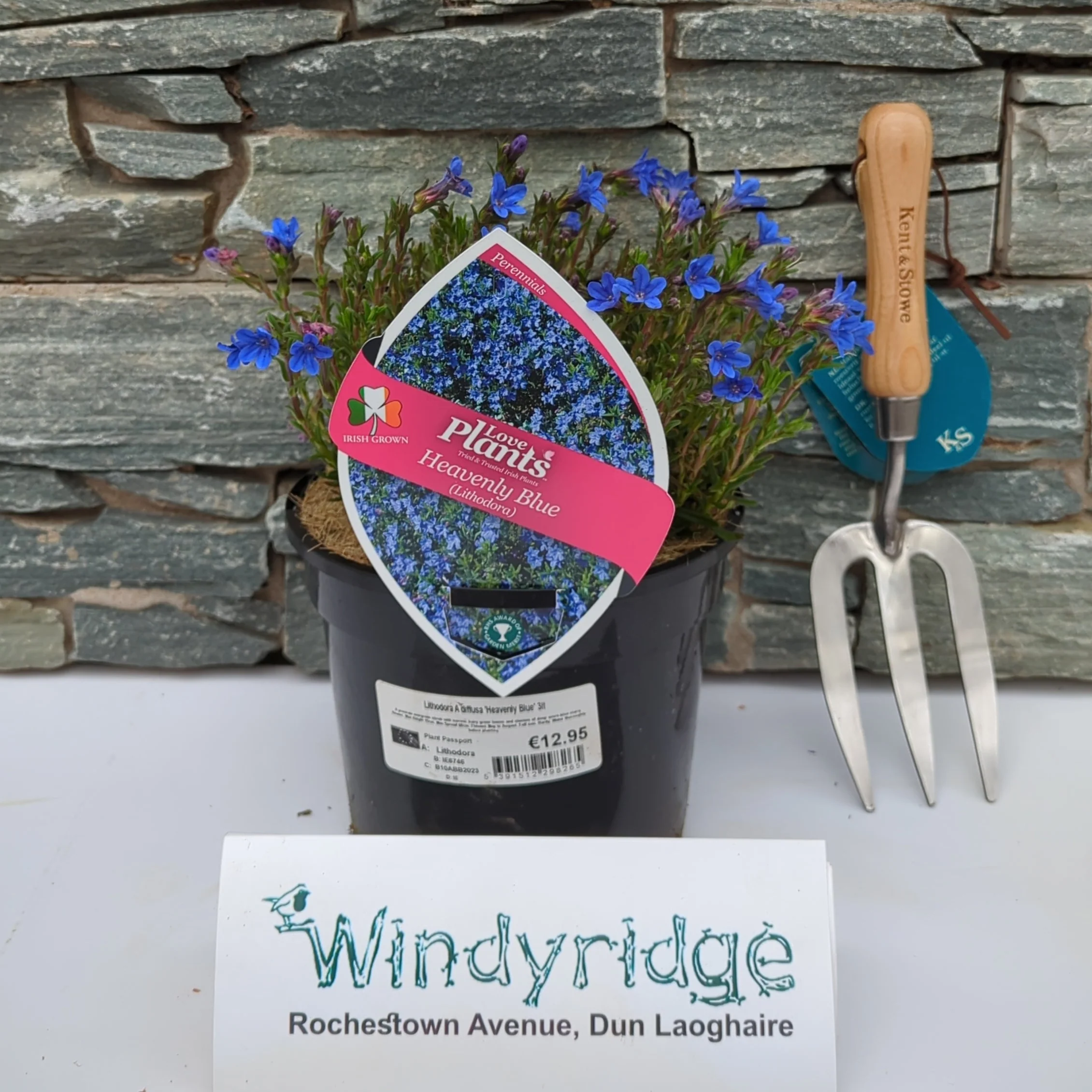 Lithodora Heavenly Blue - Image 2