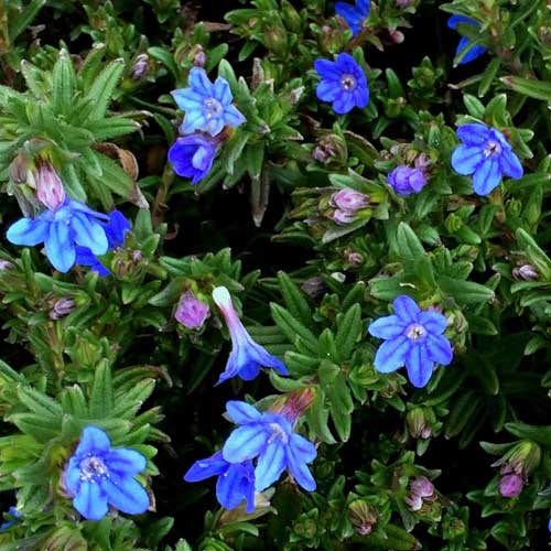 Lithodora Heavenly Blue - Image 3