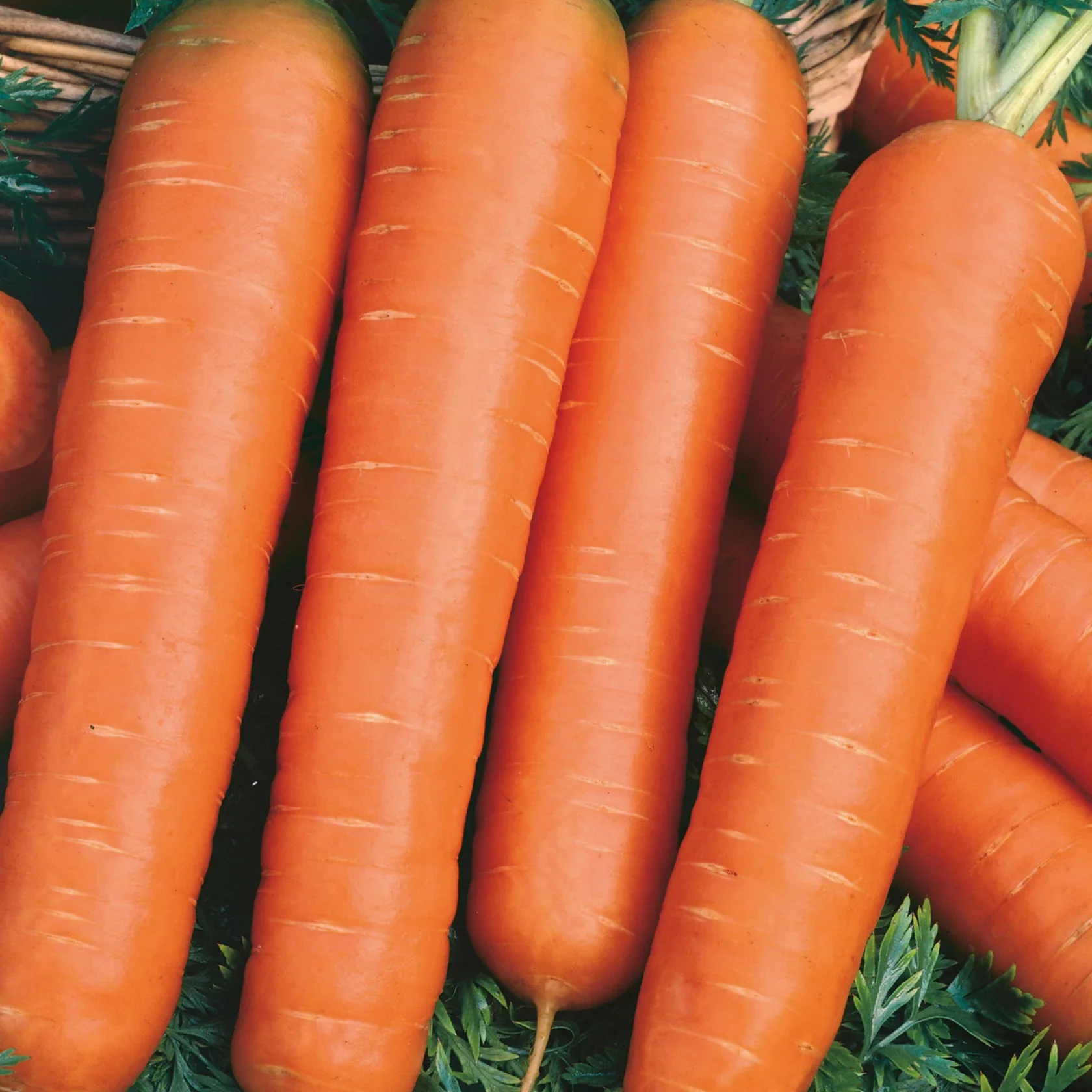 Little Growers Carrot Nantes 2 - Image 2