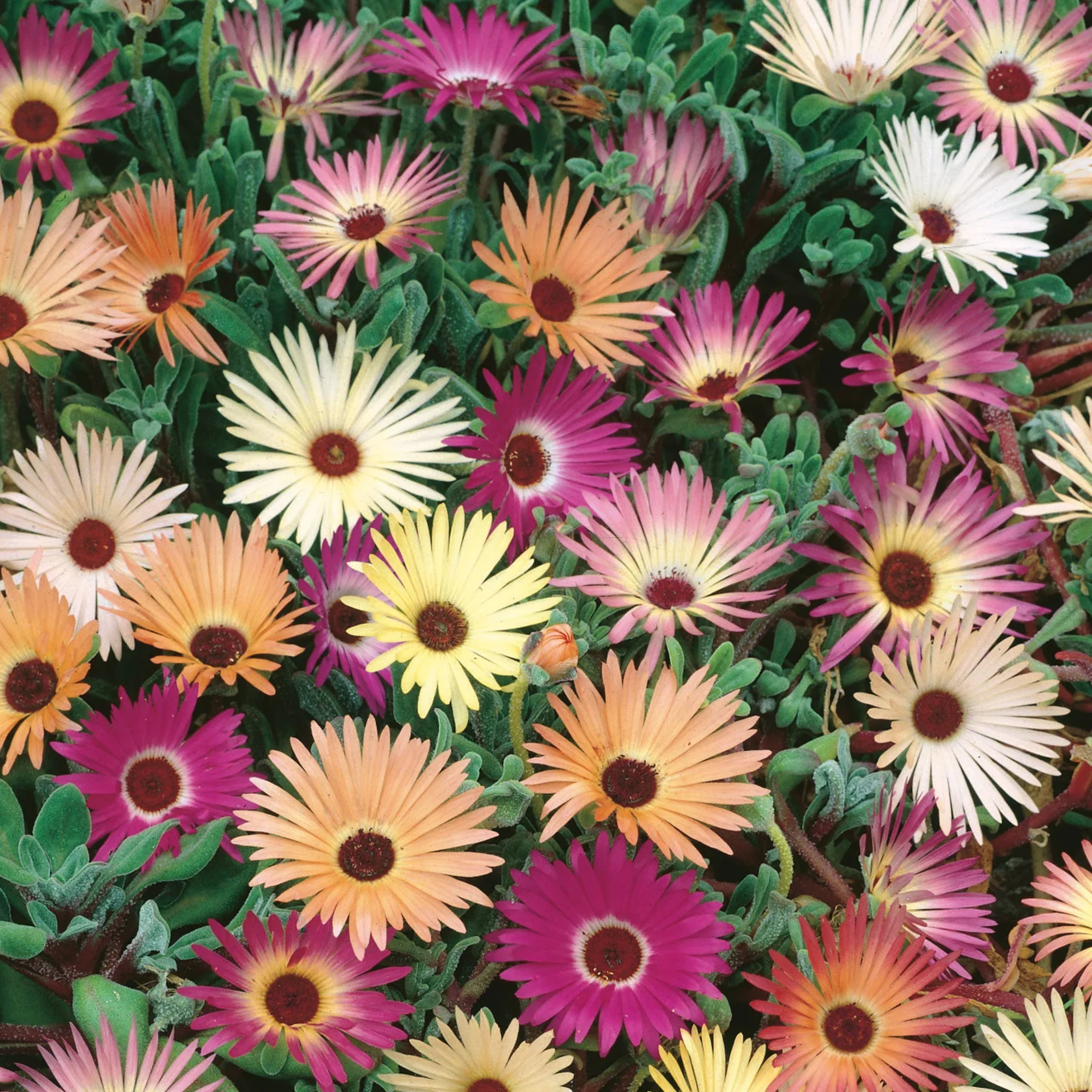Livingstone Daisy Tapestry Mix - Image 4
