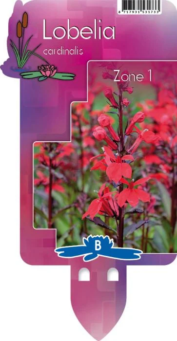 Lobelia cardinalis  P9