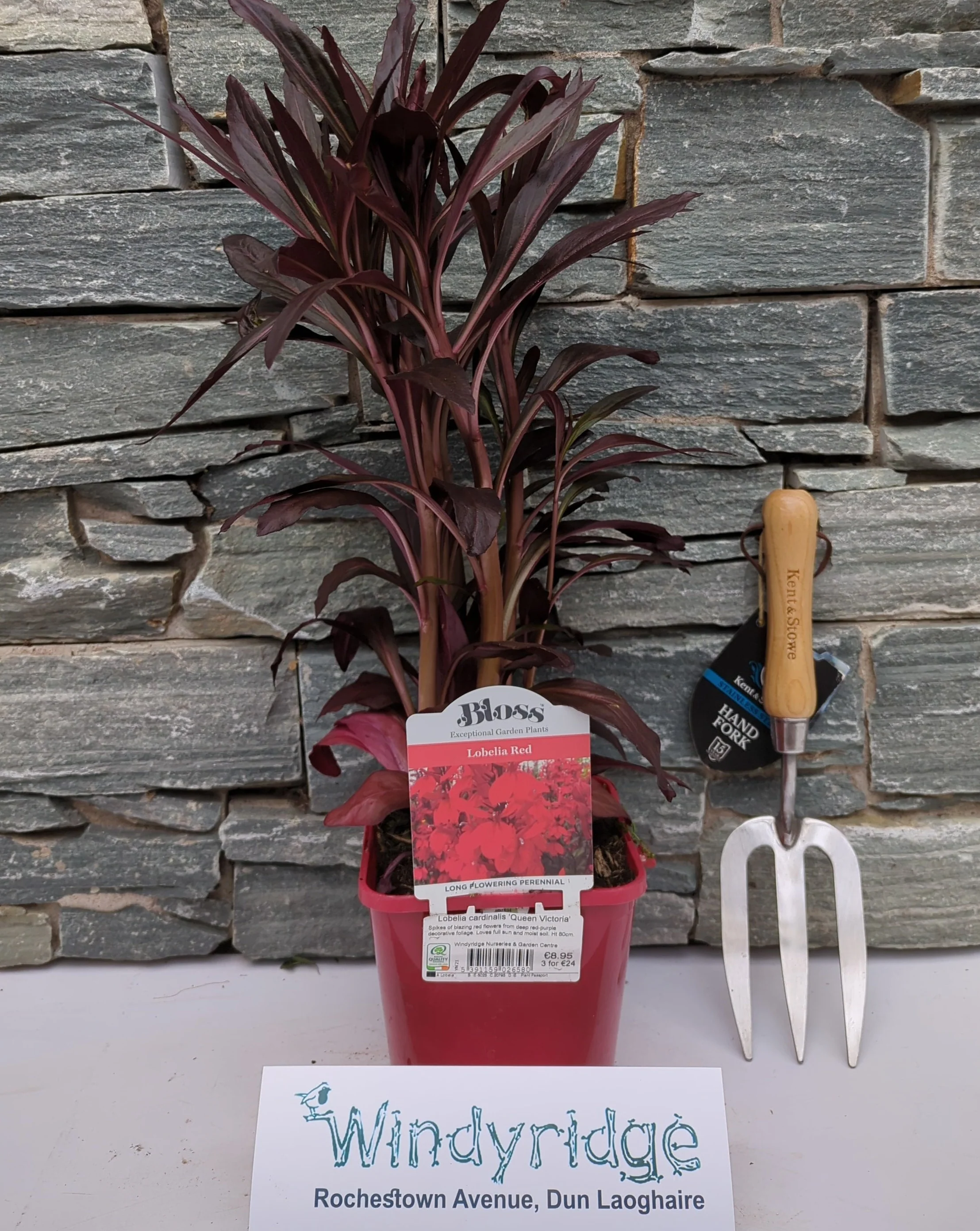 Lobelia cardinalis Queen Victoria - Image 3