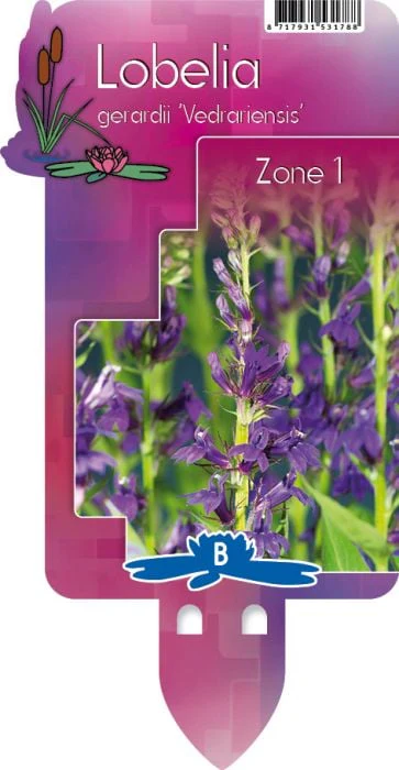 Lobelia gerardii Vedrariensis  P9 - Image 3