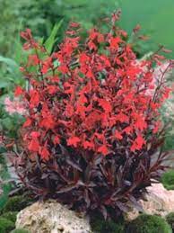 LOBELIA Russian Princess - Image 2