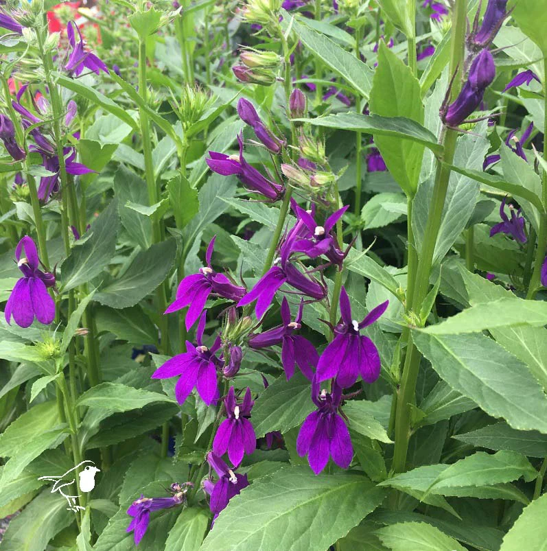 Lobelia Starship Blue - Image 2